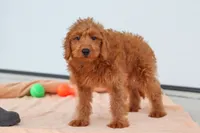 Sandy, a female Miniature Labradoodle for sale in Sugarcreek, OH – 4 of 8