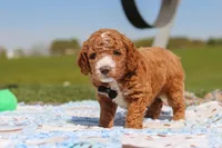 Cade, a male Goldendoodle for sale in Sugarcreek, OH – 5 of 6