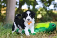 Ice, a male Miniature Bernedoodle for sale in Sugarcreek, OH – 4 of 7