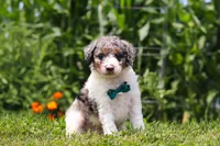 Grady, a male Miniature Bernedoodle for sale in Sugarcreek, OH – 2 of 5