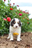 Herbie, a male Miniature Bernedoodle for sale in Sugarcreek, OH – 6 of 7