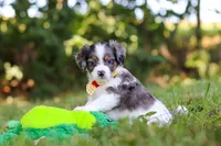 Ivan, a male Miniature Bernedoodle for sale in Sugarcreek, OH – 4 of 6