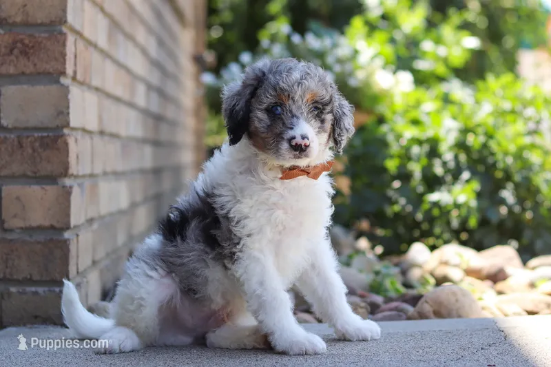 Grady – Miniature Bernedoodle puppy for sale in Sugarcreek, OH