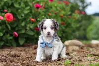 Huck, a male Miniature Bernedoodle for sale in Sugarcreek, OH – 5 of 6