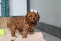 Lena, a female Cavapoo for sale in Sugarcreek, OH – 5 of 7