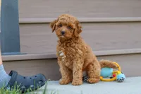 Felecia, a female Cavapoo for sale in Sugarcreek, OH – 3 of 8