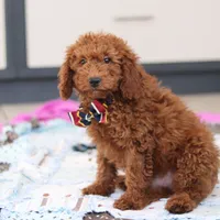 Gordon, a male Miniature Goldendoodle for sale in Sugarcreek, OH – Photo 4 of 7