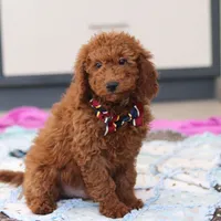 Gordon, a male Miniature Goldendoodle for sale in Sugarcreek, OH – Photo 7 of 7