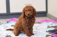 processed/c790d28b-4228-4a95-9ea5-b646cf679391/listing/36e0532f-8cef-4be5-b37e-ebd279c51528/42e4fbcc-ba33-4d34-a714-44a9da17b234