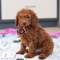 Gordon, a male Miniature Goldendoodle for sale in Sugarcreek, OH – Photo 6 of 7