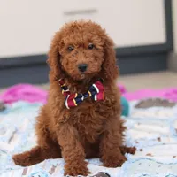 Gordon, a male Miniature Goldendoodle for sale in Sugarcreek, OH – Photo 3 of 7