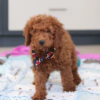 Gordon, a male Miniature Goldendoodle for sale in Sugarcreek, OH – Photo 2 of 7