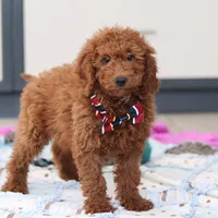 Gordon, a male Miniature Goldendoodle for sale in Sugarcreek, OH – Photo 5 of 7