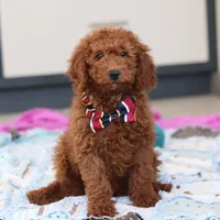 Gordon, a male Miniature Goldendoodle for sale in Sugarcreek, OH – Photo 1 of 7