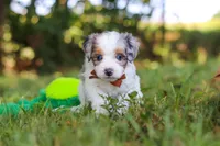 Ike, a male Miniature Bernedoodle for sale in Sugarcreek, OH – 4 of 9
