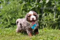 Gunner, a male Miniature Bernedoodle for sale in Sugarcreek, OH – 4 of 5