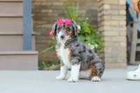 Honey, a female Miniature Bernedoodle for sale in Sugarcreek, OH – 2 of 8