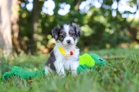 Ivan, a male Miniature Bernedoodle for sale in Sugarcreek, OH – 2 of 6