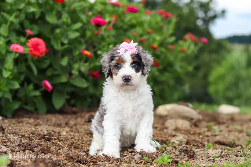 Hazel – Miniature Bernedoodle puppy for sale in Sugarcreek, OH