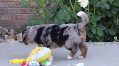 Maverick, a male Miniature Bernedoodle for sale in Sugarcreek, OH – 6 of 6