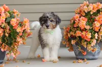 Dannie, a male Miniature Bernedoodle for sale in Sugarcreek, OH – 6 of 10