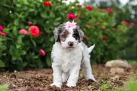 Hazel, a female Miniature Bernedoodle for sale in Sugarcreek, OH – 6 of 7