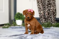 Sasha, a female Labradoodle for sale in Sugarcreek, OH – Photo 3 of 4
