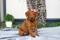 Sasha, a female Labradoodle for sale in Sugarcreek, OH – Photo 4 of 4