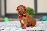 Sasha, a female Labradoodle for sale in Sugarcreek, OH – Photo 5 of 6