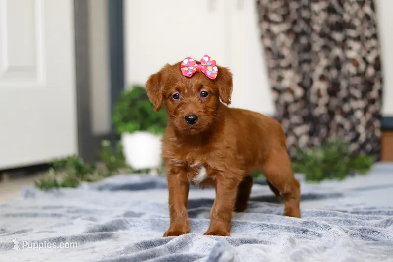 Sasha – Labradoodle puppy for sale in Sugarcreek, OH