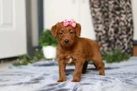 Sasha, a female Labradoodle for sale in Sugarcreek, OH – Photo 1 of 4
