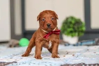 Sasha, a female Labradoodle for sale in Sugarcreek, OH – Photo 4 of 6