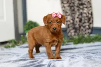 Sasha, a female Labradoodle for sale in Sugarcreek, OH – Photo 2 of 4