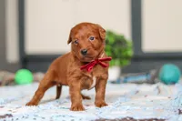 Sasha, a female Labradoodle for sale in Sugarcreek, OH – Photo 6 of 6