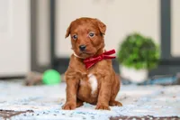 Sasha, a female Labradoodle for sale in Sugarcreek, OH – Photo 1 of 6