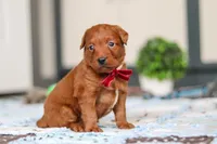 Sasha, a female Labradoodle for sale in Sugarcreek, OH – Photo 3 of 6