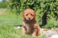 Chase, a male Goldendoodle for sale in Sugarcreek, OH – 4 of 5