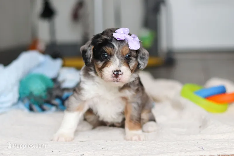 Dawn – Miniature Bernedoodle puppy for sale in Sugarcreek, OH