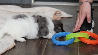 Dannie, a male Miniature Bernedoodle for sale in Sugarcreek, OH – 7 of 7