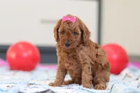 Lacy, a female Cavapoo for sale in Sugarcreek, OH – Photo 3 of 4