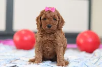 Lacy, a female Cavapoo for sale in Sugarcreek, OH – Photo 1 of 4