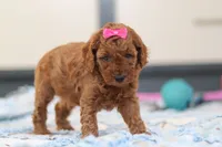 Lacy, a female Cavapoo for sale in Sugarcreek, OH – Photo 4 of 4