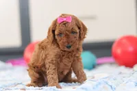 Lacy, a female Cavapoo for sale in Sugarcreek, OH – Photo 2 of 4