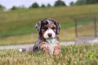 Hunter, a male Miniature Bernedoodle for sale in Sugarcreek, OH – 2 of 5