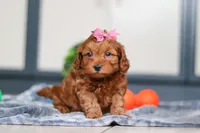 Lexi, a female Cavapoo for sale in Sugarcreek, OH – 3 of 7