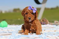 Callie, a female Goldendoodle for sale in Sugarcreek, OH – 5 of 6