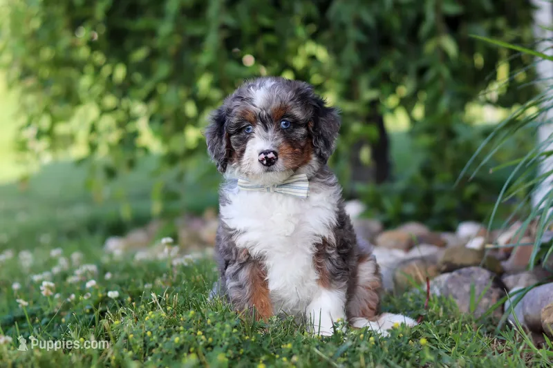 Dylan – Miniature Bernedoodle puppy for sale in Sugarcreek, OH
