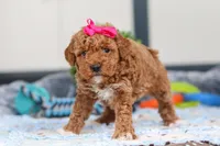 Nala, a female Miniature Goldendoodle for sale in Sugarcreek, OH – Photo 4 of 5