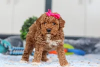 Nala, a female Miniature Goldendoodle for sale in Sugarcreek, OH – Photo 5 of 5