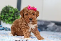 Nala, a female Miniature Goldendoodle for sale in Sugarcreek, OH – Photo 2 of 5